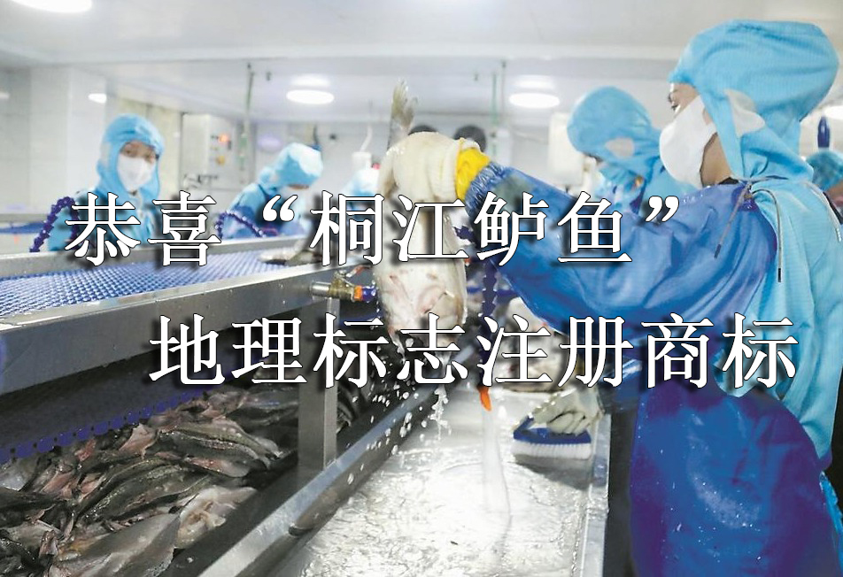 恭喜“桐江鲈鱼”地理标志注册商标